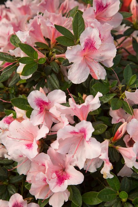 Azaleas: How to Grow and Care for the Azalea Bush | HGTV