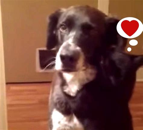 Кошачьи обнимашки: кот никак не хочет выпускать из объятий собаку ...