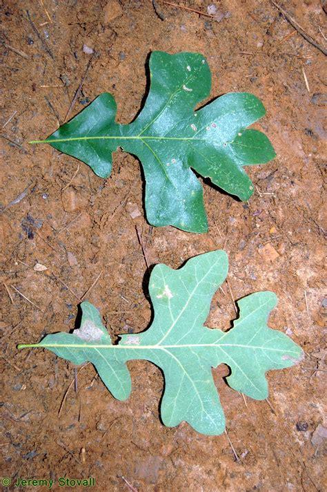 SFA Dendro - Leaf Morphology: Lobes