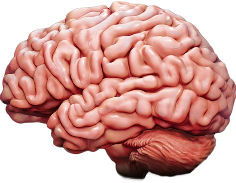 Brains info