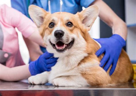 Grady animal hospital