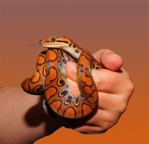 Python Snake Photos, Download The BEST Free Python Snake Stock Photos ...