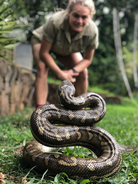 Living with snakes – The Bangalow Herald