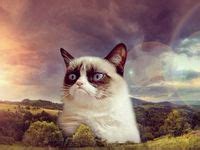 87 Grumpy Cat, Oh How I Love Thee! ideas | grumpy cat, grumpy, grumpy ...
