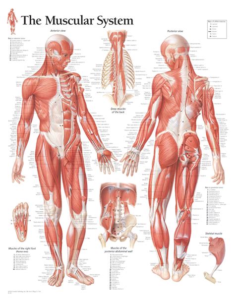 Male Anatomy Muscles / Male Body Muscular System Anatomy Study 3d Model