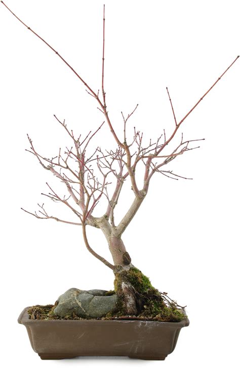 Acer palmatum, 28,5 cm, ± 10 years old - Bonsai Plaza