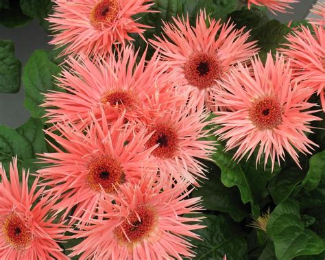 gerbera daisy varieties  india  norman nelson blog