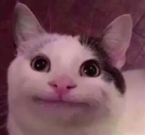 Awkward Smile Cat Blank Template - Imgflip