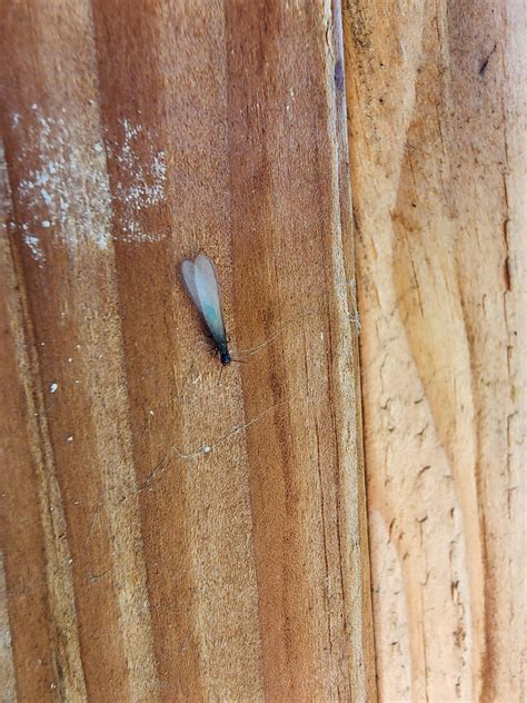 can anyone identify this little guy? There are dozens of them flying