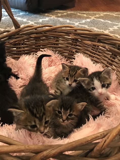 Probably the cutest kittens in the world
