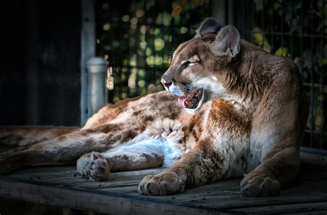 Mountain Lion · Free Stock Photo