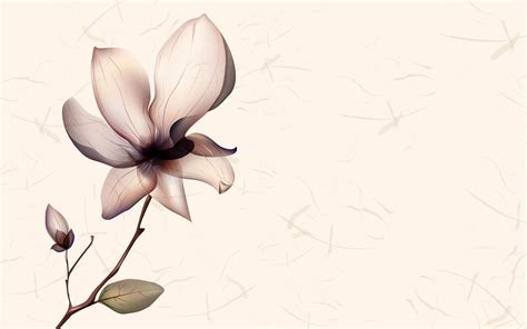 White Magnolia Desktop Wallpapers - Top Free White Magnolia Desktop Backgrounds - WallpaperAccess