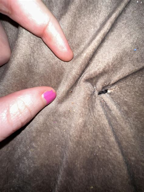 Bed Bug Egg? : r/Bedbugs