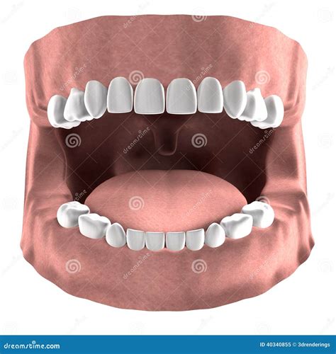 Child Teeth Dentition Anatomy With Descriptions. Child Upper And Lower
