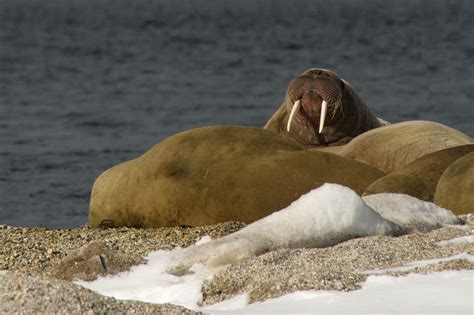 Walrus showing tusks on snowy Arctic beach - Nick Dale - Private Tutor