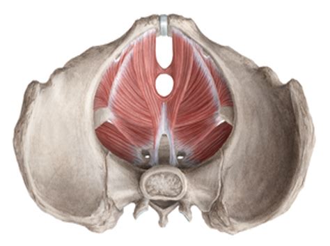 Pelvic floor muscles 1 (levator ani) Diagram | Quizlet