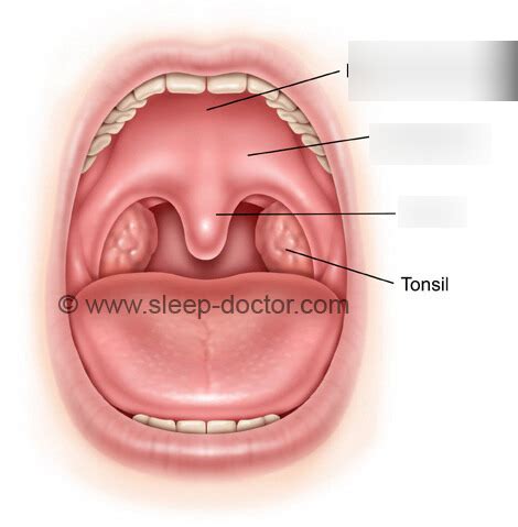 MOUTH Diagram | Quizlet