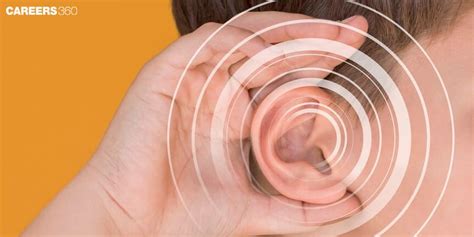 diagram  ear structure function  parts  human ear