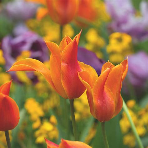 How deep to plant tulip bulbs - the easy rule to follow | Ideal Home