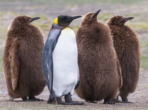 cutest penguin names   animals