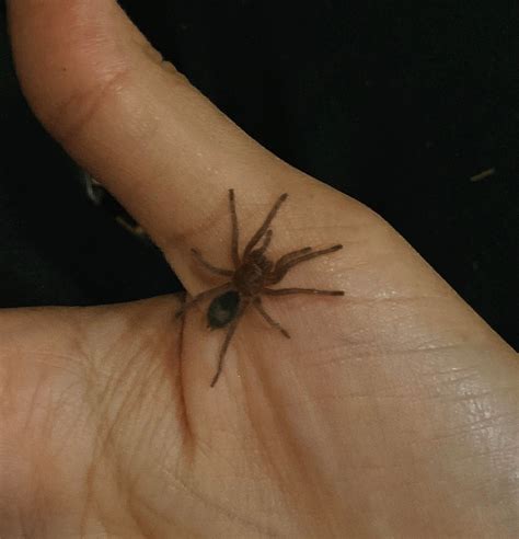 Finally got my T grail Grammostola Pulchra : r/tarantulas