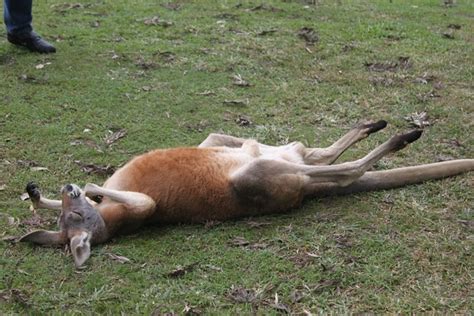 The laziest animals ever | OverSixty