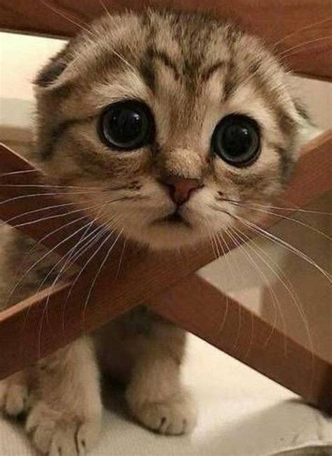 Картинки кот на белом фоне - подборка