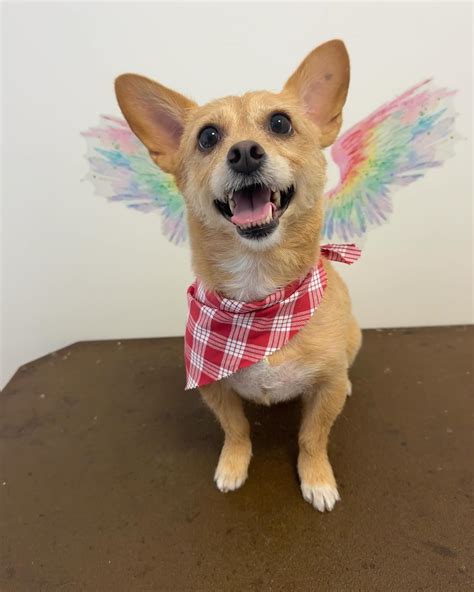 Pacific Paws Pet Salon | Honolulu HI