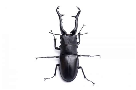 ギラファノコギリクワガタ | 虫の写真と生態なら昆虫写真図鑑「ムシミル」