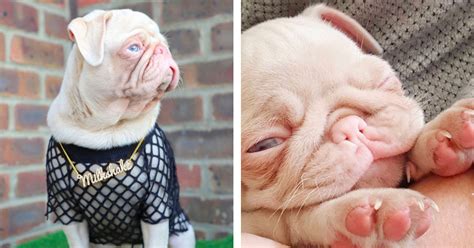 Pink Pug Named Milkshake Is Rare, Being One in Less Than a Hundred That