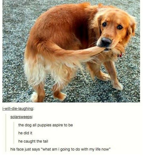 101 Best Funny Dog Memes to Make You Laugh All Day