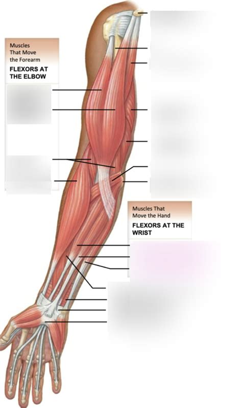 Anterior Hand Muscles Diagram | Quizlet