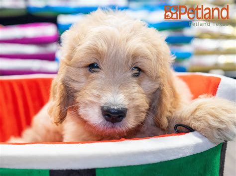 Mini Goldendoodle 2nd Gen Puppies Available