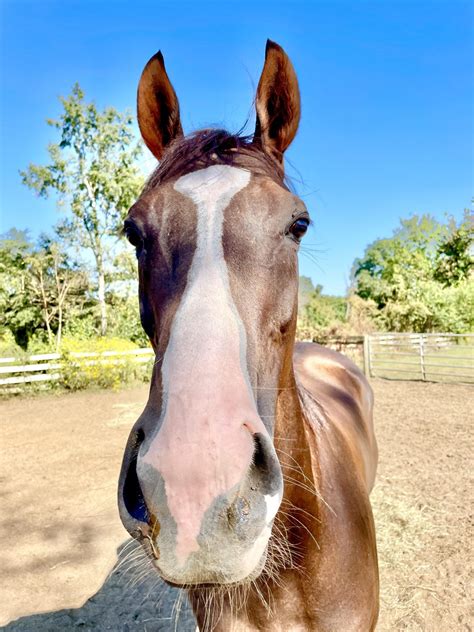 The Story Behind the Name of Thoroughbred Horse Potoooooooo 24