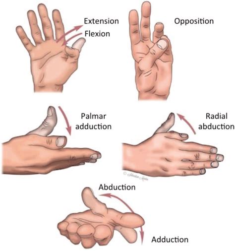 Thumb Opposition