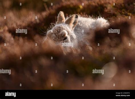 Closeup portrait of a Mountain hare , Scotland Stock Photo - Alamy