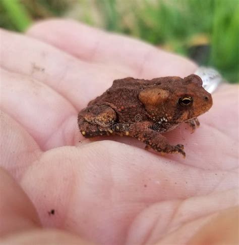 A Baby Bullfrog Sitting upon My Hand Stock Image - Image of tortoise ...