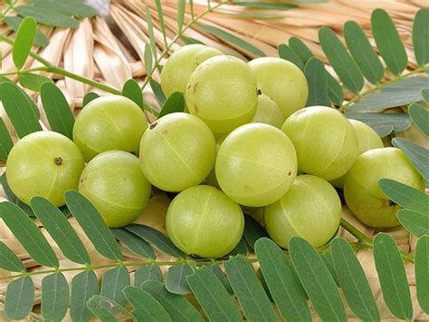 10 Top Reasons to Have Amla Every Day - Granniez Green Herbs