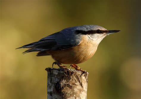 Горска зидарка (Sitta europaea) | Author Qnko Qnkov - SOTI | PHOTO FORUM
