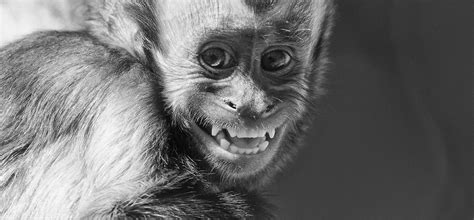 Smiling Monkey : r/Animals