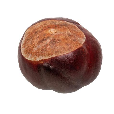 premium photo brown chestnut   white background