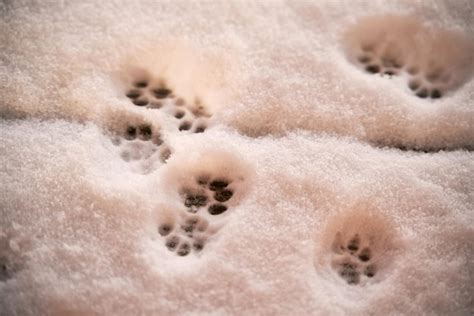 Premium Photo | Cat paws on fresh snow cat footprints in the snow cat tracks on fresh snow