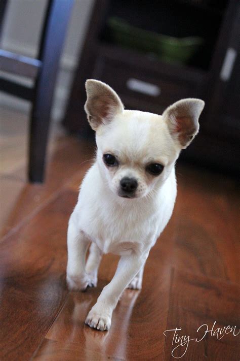 White Chihuahua Dog Images - Pets Lovers