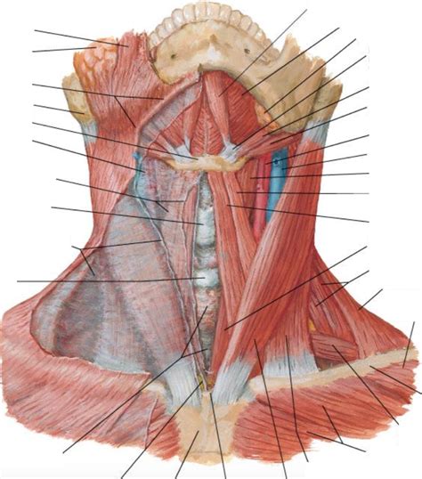 anterior view  neck diagram quizlet