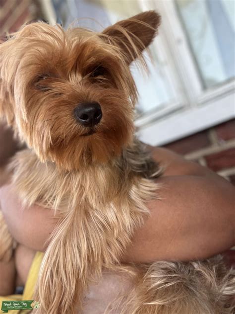 Black and brown Yorkshire Terrier - Stud Dog in Ohio, United States