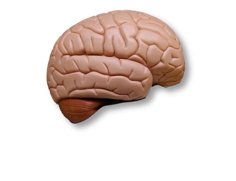 brain model key lateral diagram quizlet