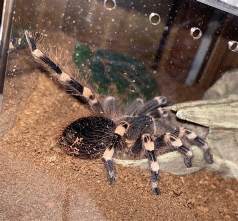 New hunting tactic: Stanky Leg : r/tarantulas