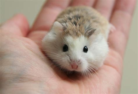 Hamster Robo giá rẻ, chất lượng uy tín Gò Vấp TP.HCM - PetXinh