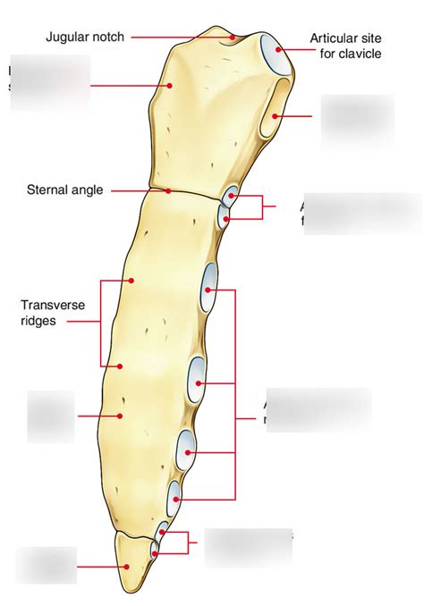 Rib cage: Sternum Diagram | Quizlet