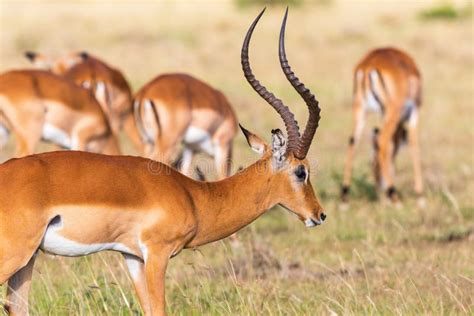 impala antelope  africa stock photo image  horns